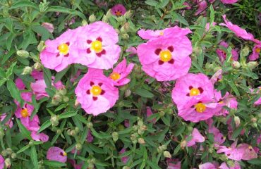 Cistus Incanus bevat veel polyfenol