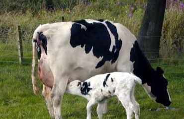 colostrum