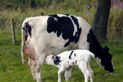 colostrum