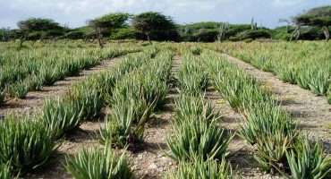 Aloe vera in het veld in mexico