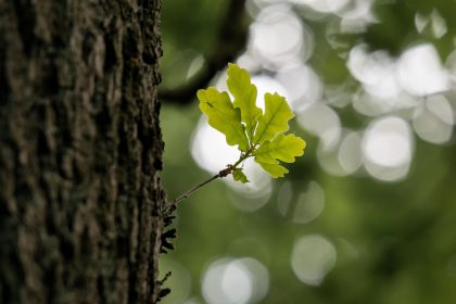 Eikenboom processierups klachten behandelen