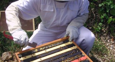 propolis hars van bijen